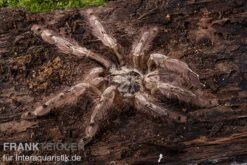 Leopardvogelspinne, Stromatopelma Calceatum XL 9 Leopardvogelspinne, Stromatopelma Calceatum XL -Heimtierbedarf Stromatopelma calceatum 1