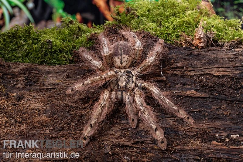 Leopardvogelspinne, Stromatopelma Calceatum XL 5 Leopardvogelspinne, Stromatopelma Calceatum XL – Bild 3