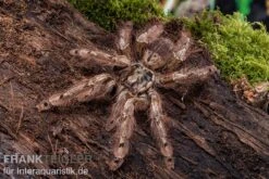 Leopardvogelspinne, Stromatopelma Calceatum XL 7 Leopardvogelspinne, Stromatopelma Calceatum XL -Heimtierbedarf Stromatopelma calceatum 6