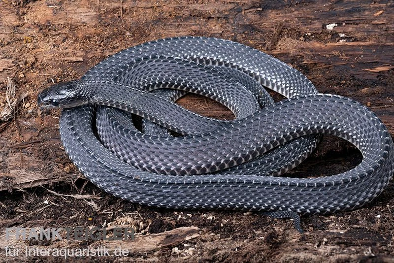 Südliche Feilennatter, Mehelya Capensis 3 Südliche Feilennatter, Mehelya Capensis