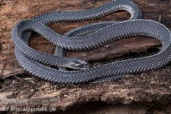 Südliche Feilennatter, Mehelya Capensis 11 Südliche Feilennatter, Mehelya Capensis -Heimtierbedarf Suedliche Feilennatter Mehelya capensis 3