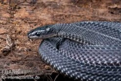 Südliche Feilennatter, Mehelya Capensis 13 Südliche Feilennatter, Mehelya Capensis -Heimtierbedarf Suedliche Feilennatter Mehelya capensis 5