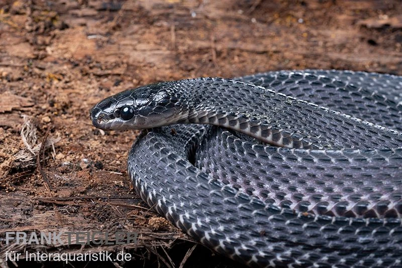 Südliche Feilennatter, Mehelya Capensis 7 Südliche Feilennatter, Mehelya Capensis – Bild 5