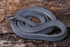 Südliche Feilennatter, Mehelya Capensis 14 Südliche Feilennatter, Mehelya Capensis -Heimtierbedarf Suedliche Feilennatter Mehelya capensis 6