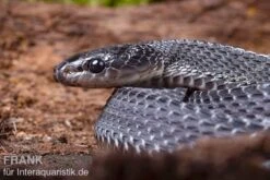 Südliche Feilennatter, Mehelya Capensis 15 Südliche Feilennatter, Mehelya Capensis -Heimtierbedarf Suedliche Feilennatter Mehelya capensis 7