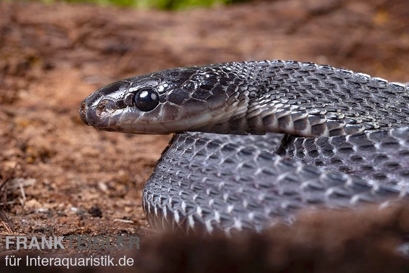 Südliche Feilennatter, Mehelya Capensis 9 Südliche Feilennatter, Mehelya Capensis – Bild 7