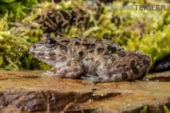 Südostasiatischer Reisfrosch, Fejervarya Limnocharis -Heimtierbedarf Suedostasiatischer Reisfrosch Fejervarya limnocharis
