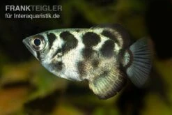 Süßwasser-Schützenfisch, Toxotes Blythii