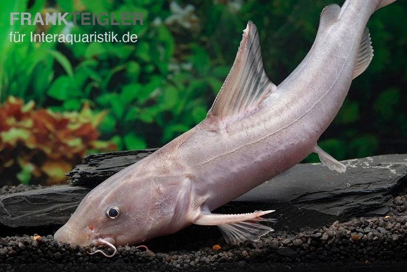 Süßwasserhai, Hemiarius Stormii 4 Süßwasserhai, Hemiarius Stormii – Bild 2