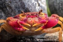 Lila Süßwasserkrabbe, Globithelphusa "indian Lilac" -Heimtierbedarf Suesswasserkrabbe Globithelphusa indian lilac n3