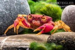 Lila Süßwasserkrabbe, Globithelphusa "indian Lilac" -Heimtierbedarf Suesswasserkrabbe Globithelphusa indian lilac n4