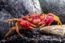 Lila Süßwasserkrabbe, Globithelphusa "indian Lilac" -Heimtierbedarf Suesswasserkrabbe Globithelphusa indian lilac n5