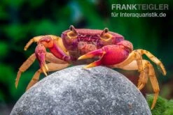 Lila Süßwasserkrabbe, Globithelphusa "indian Lilac" -Heimtierbedarf Suesswasserkrabbe Globithelphusa indian lilac n6