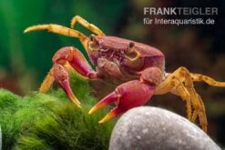 Lila Süßwasserkrabbe, Globithelphusa "indian Lilac" -Heimtierbedarf Suesswasserkrabbe Globithelphusa indian lilac n7