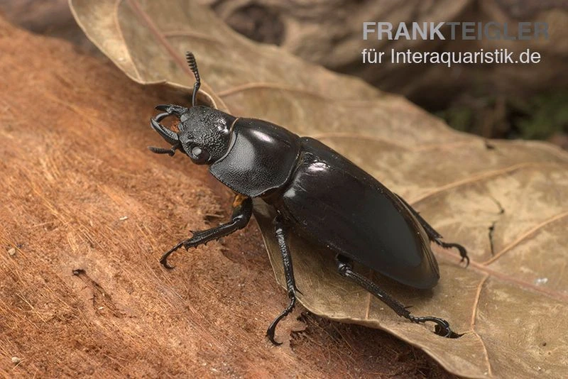 Sumatra-Hirschkäfer, Hexarthrius Mandibularis 4 Sumatra-Hirschkäfer, Hexarthrius Mandibularis – Bild 2