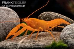 Superorangener Aprikosenkrebs, Cherax Cf. Holthuisi -Heimtierbedarf Superorangener Aprikosenkrebs Cherax cf holthuisi 05