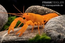 Superorangener Aprikosenkrebs, Cherax Cf. Holthuisi -Heimtierbedarf Superorangener Aprikosenkrebs Cherax cf holthuisi 07