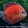 Diskusfisch ASIA-NZ, Symphysodon Discus Tomato -Heimtierbedarf Symphysodon aequifasciatus 09 Red Tomato 6