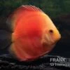 Diskusfisch ASIA-NZ, Symphysodon Discus Red Velvet 2 Diskusfisch ASIA-NZ, Symphysodon Discus Red Velvet -Heimtierbedarf Symphysodon aequifasciatus 11 Red velvet 5