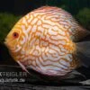 Diskusfisch ASIA-NZ, Symphysodon Discus Checkerboard -Heimtierbedarf Symphysodon aequifasciatus Checkerboard 2