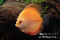 Diskusfisch ASIA-NZ, Symphysodon Discus Pigeon Pearl 5 Diskusfisch ASIA-NZ, Symphysodon Discus Pigeon Pearl -Heimtierbedarf Symphysodon aequifasciatus Pigeon Pearl 3