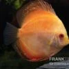 Diskusfisch ASIA-NZ, Symphysodon Discus Pigeon Pearl -Heimtierbedarf Symphysodon aequifasciatus Pigeon Pearl 8