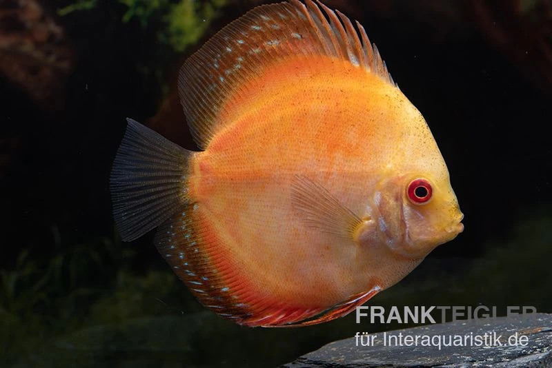Diskusfisch ASIA-NZ, Symphysodon Discus Pigeon Pearl 3 Diskusfisch ASIA-NZ, Symphysodon Discus Pigeon Pearl
