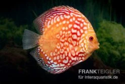 Diskusfisch ASIA-NZ, Symphysodon Discus Red Magic -Heimtierbedarf Symphysodon aequifasciatus Red Magic 1