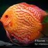 Diskusfisch ASIA-NZ, Symphysodon Discus Red Spider -Heimtierbedarf Symphysodon aequifasciatus Red Spider 12