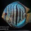 Diskusfisch ASIA-NZ, Symphysodon Discus Red Spotted Green -Heimtierbedarf Symphysodon aequifasciatus Red Spotted Green 4