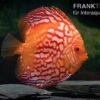 Diskusfisch ASIA-NZ, Symphysodon Discus Red Stone (Fire Stone) -Heimtierbedarf Symphysodon aequifasciatus Red Stone