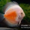 Diskusfisch ASIA-NZ, Symphysodon Discus Red White -Heimtierbedarf Symphysodon aequifasciatus Red and White 8