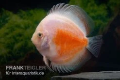 Diskusfisch ASIA-NZ, Symphysodon Discus Red White -Heimtierbedarf Symphysodon aequifasciatus Red and White 9