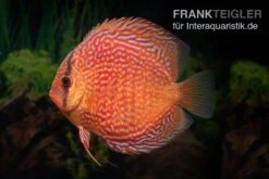 Diskusfisch ASIA-NZ, Symphysodon Discus Leopard Snakeskin (Red Spotted Snake) -Heimtierbedarf Symphysodon aequifasciatus Snake Skin Red spotted 4