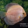 Diskusfisch ASIA-NZ, Symphysodon Discus Snow White -Heimtierbedarf Symphysodon aequifasciatus Snow White 2