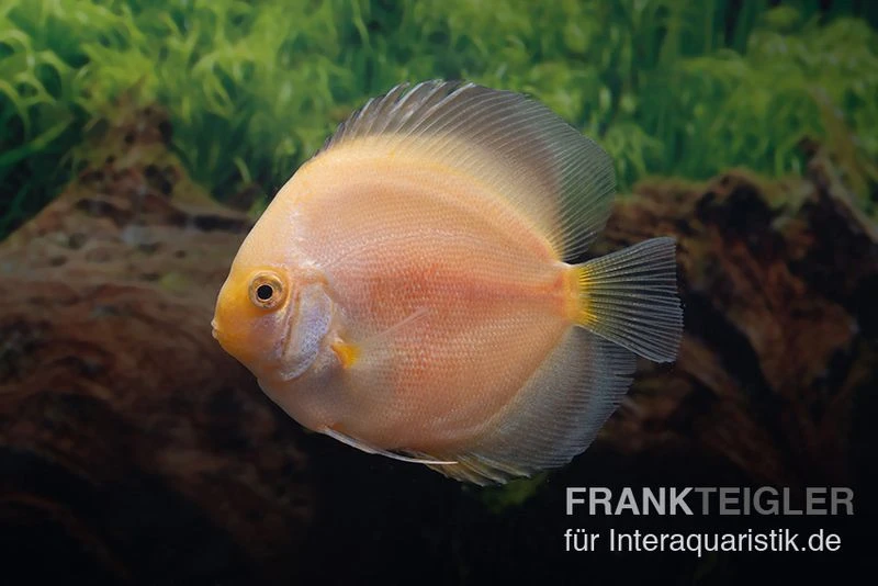 Diskusfisch ASIA-NZ, Symphysodon Discus Snow White 4 Diskusfisch ASIA-NZ, Symphysodon Discus Snow White – Bild 2