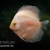 Diskusfisch ASIA-NZ, Symphysodon Discus White Diamond -Heimtierbedarf Symphysodon aequifasciatus White Diamond 1