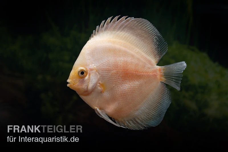 Diskusfisch ASIA-NZ, Symphysodon Discus White Diamond 3 Diskusfisch ASIA-NZ, Symphysodon Discus White Diamond
