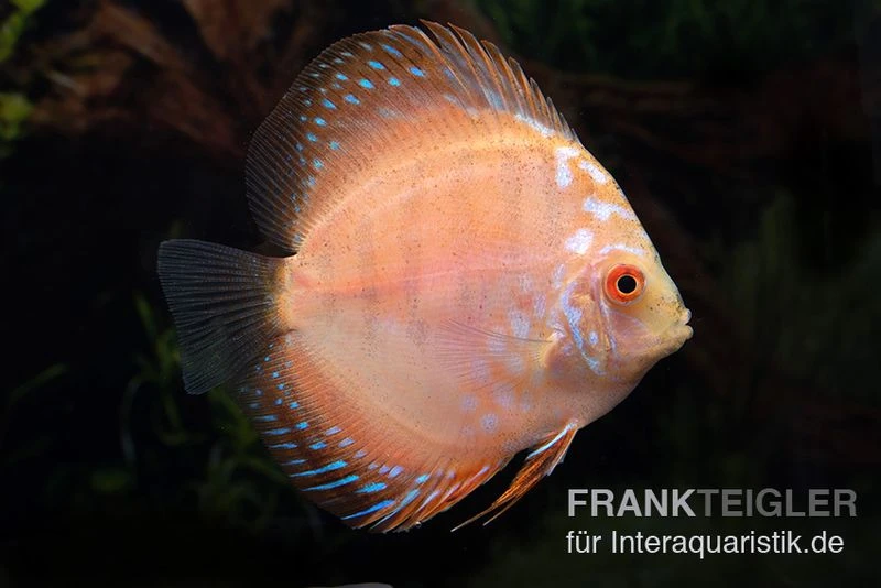 Diskusfisch ASIA-NZ, Symphysodon Discus White Scorpion 3 Diskusfisch ASIA-NZ, Symphysodon Discus White Scorpion