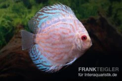 Diskusfisch ASIA-NZ, Symphysodon Discus White Scorpion 5 Diskusfisch ASIA-NZ, Symphysodon Discus White Scorpion -Heimtierbedarf Symphysodon aequifasciatus White Scorpion 7