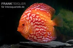 Diskusfisch ASIA-NZ, Symphysodon Discus Red Stone (Fire Stone) -Heimtierbedarf Symphysodon aequifasciatus redstone