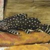 Perlhuhnwels, Synodontis Angelicus -Heimtierbedarf Synodontis angelicus perlhuhnwels