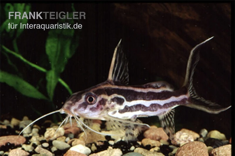 Gelbbinden-Fiederbartwels, Synodontis Flavitaeniatus 3 Gelbbinden-Fiederbartwels, Synodontis Flavitaeniatus