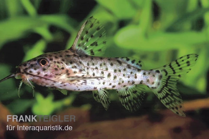 Schwarzer Fiederbartwels, Synodontis Nigrita 3 Schwarzer Fiederbartwels, Synodontis Nigrita