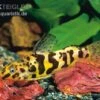 Marmorierter Fiederbartwels, Synodontis Schoutedeni -Heimtierbedarf Synodontis schoutedeni