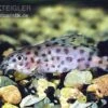 Kamerun-Fiederbartwels, Synodontis Velifer -Heimtierbedarf Synodontis velifer