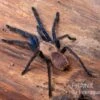 Tarantula, Ornithoctonus Sp. "Thailand" XL 1 Tarantula, Ornithoctonus Sp. "Thailand" XL -Heimtierbedarf Tarantula Ornithoctonus sp Thailand 1