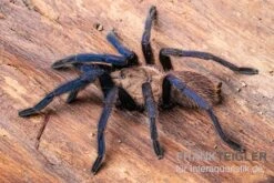 Tarantula, Ornithoctonus Sp. "Thailand" XL -Heimtierbedarf Tarantula Ornithoctonus sp Thailand 2