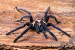 Tarantula, Ornithoctonus Sp. "Thailand" XL -Heimtierbedarf Tarantula Ornithoctonus sp Thailand 3