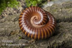 Westafrikanischer Tausendfüßer, Telodeinopus Assiensis